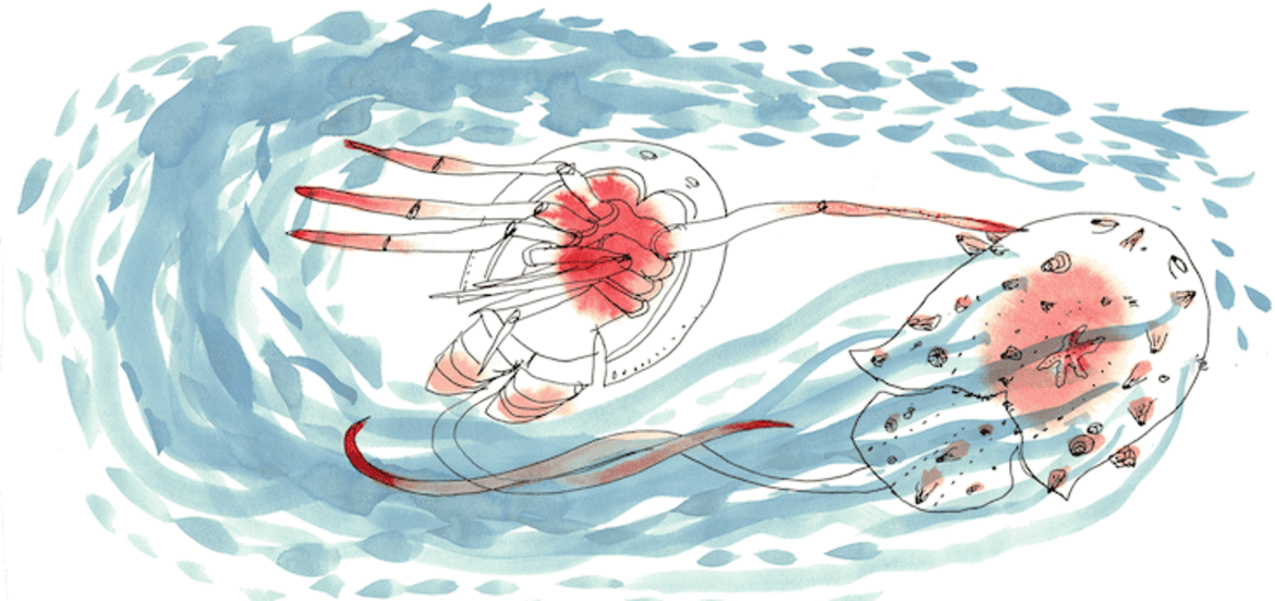 Why is this Philadelphia beach covered with 30 million horseshoe crabs